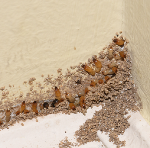 Diệt mối tận gốc tại Hà Nội